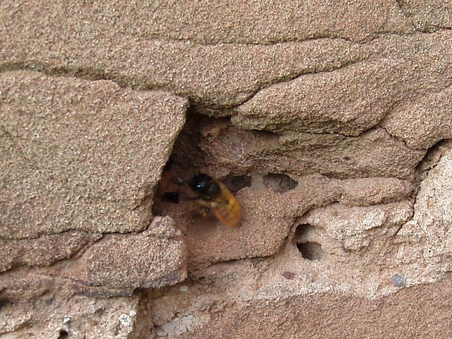 Bees Removal Preparing  Mason Winter. Weep Holes Weep 