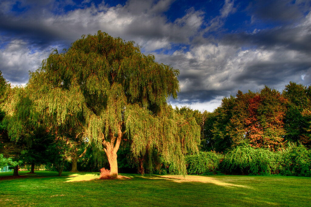 Willow tree | Foote Park, Branford, CT. | slack12 | Flickr