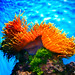 Very colorful Coral from California Academy of Sciences | Flickr ...