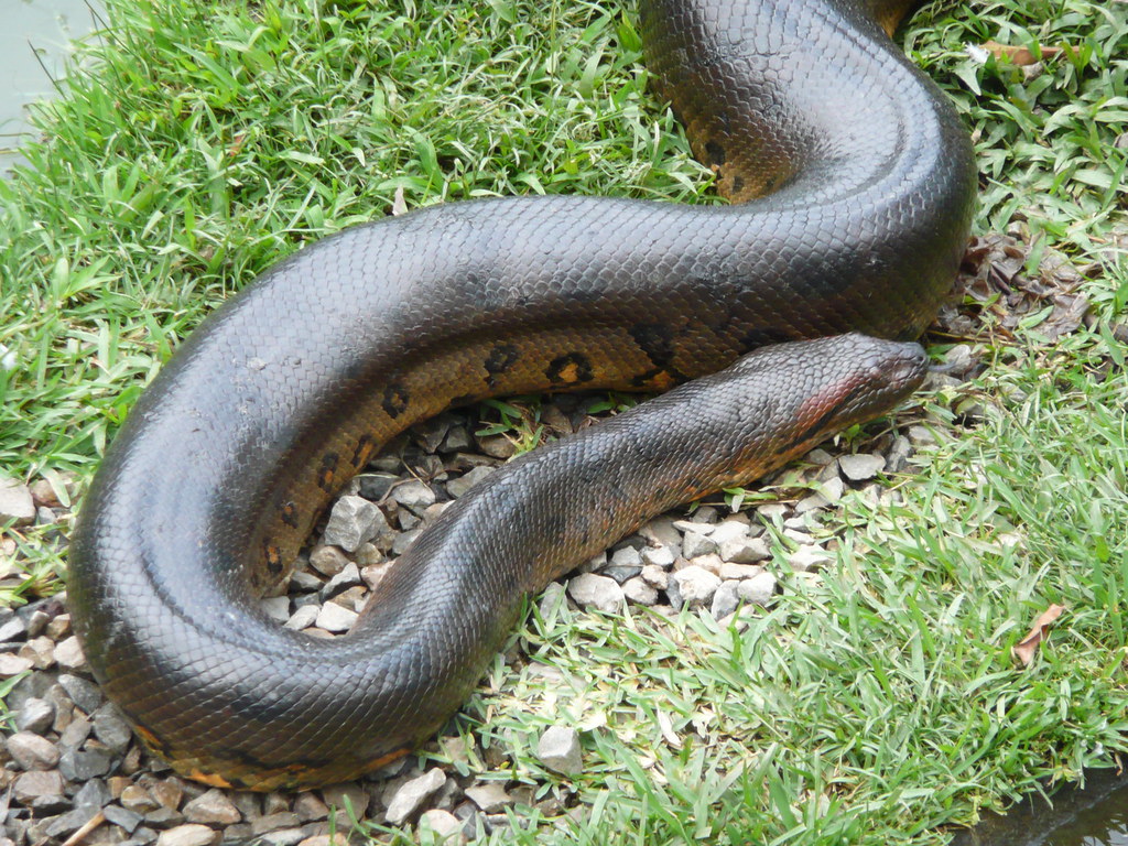 Anaconda (Eunectes murinus) | Lugar / place / lieu : Parque … | Flickr