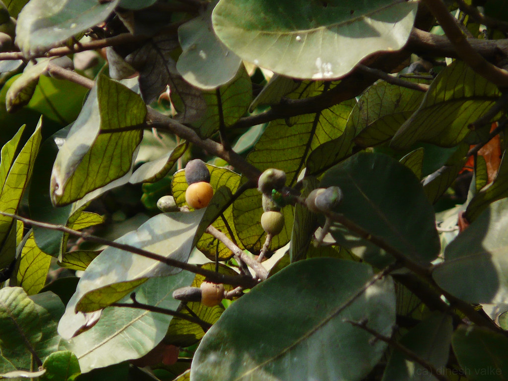 Bhilawan (Hindi भिलावां or भिलावन) Anacardiaceae