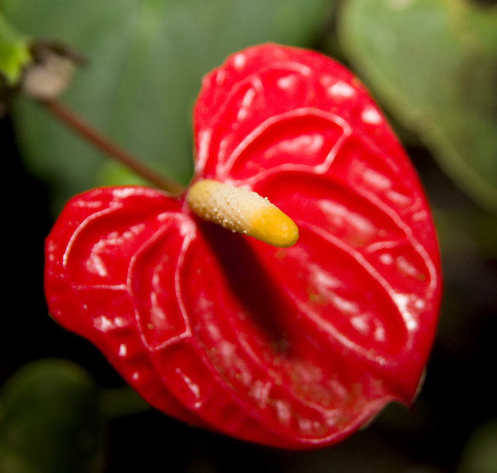  Red  tropical flower  All rights reserved Anthurium 