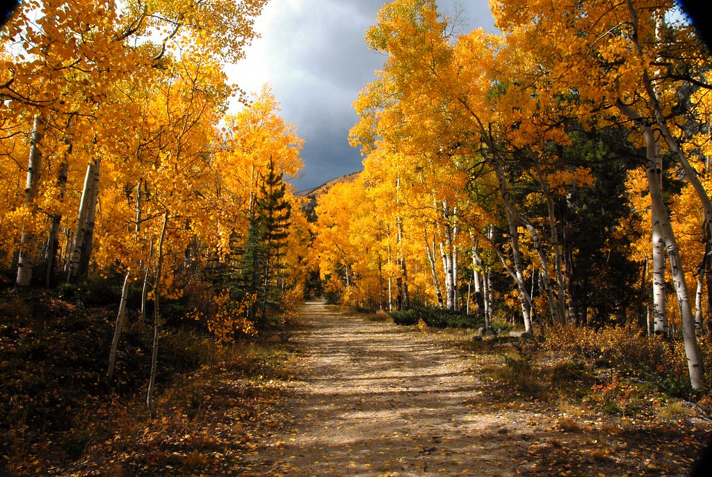 Fall Aspens on Road 2 | Photos from Aspen Colorado and Maroo… | Flickr