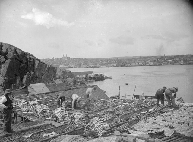 Drying codfish, St. Johns, NF, about 1900 | MP-0000.4.14 Dry… | Flickr