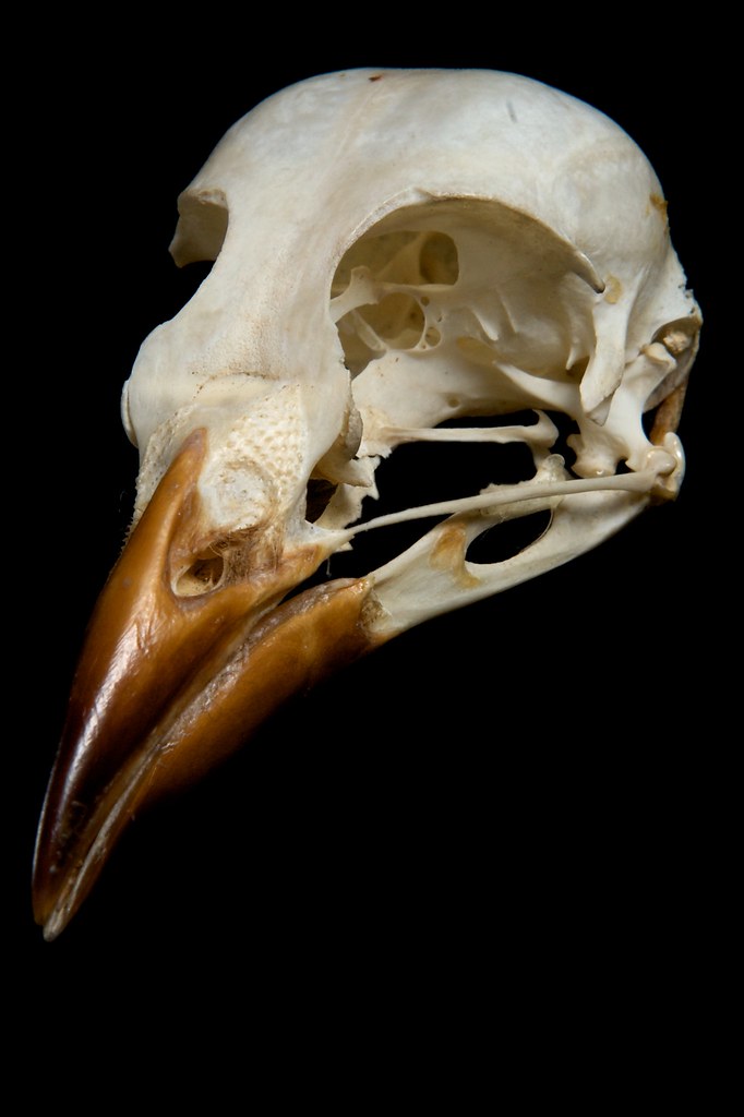 Bird Skull | Skull belonging to an unknown American bird spe… | Flickr