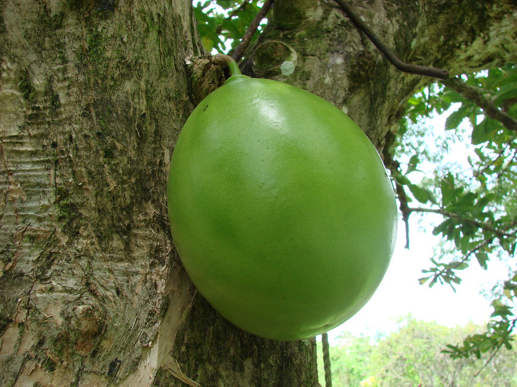 Tapara o Totuma [Calabash, Gourd] (Crescentia cujete) | Flickr