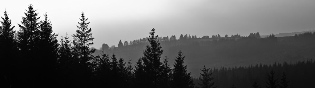 forest silhouette | Roland Ellison | Flickr