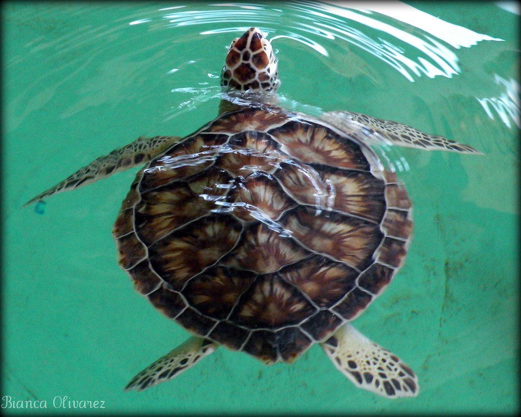 Atlantic Green Sea Turtle | Green Sea Turtle (Tortuga Blanca… | Flickr