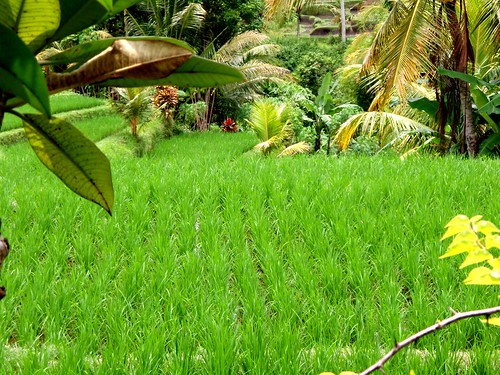 Ubud Rice Paddy Fields - Bali Indonesia (7)