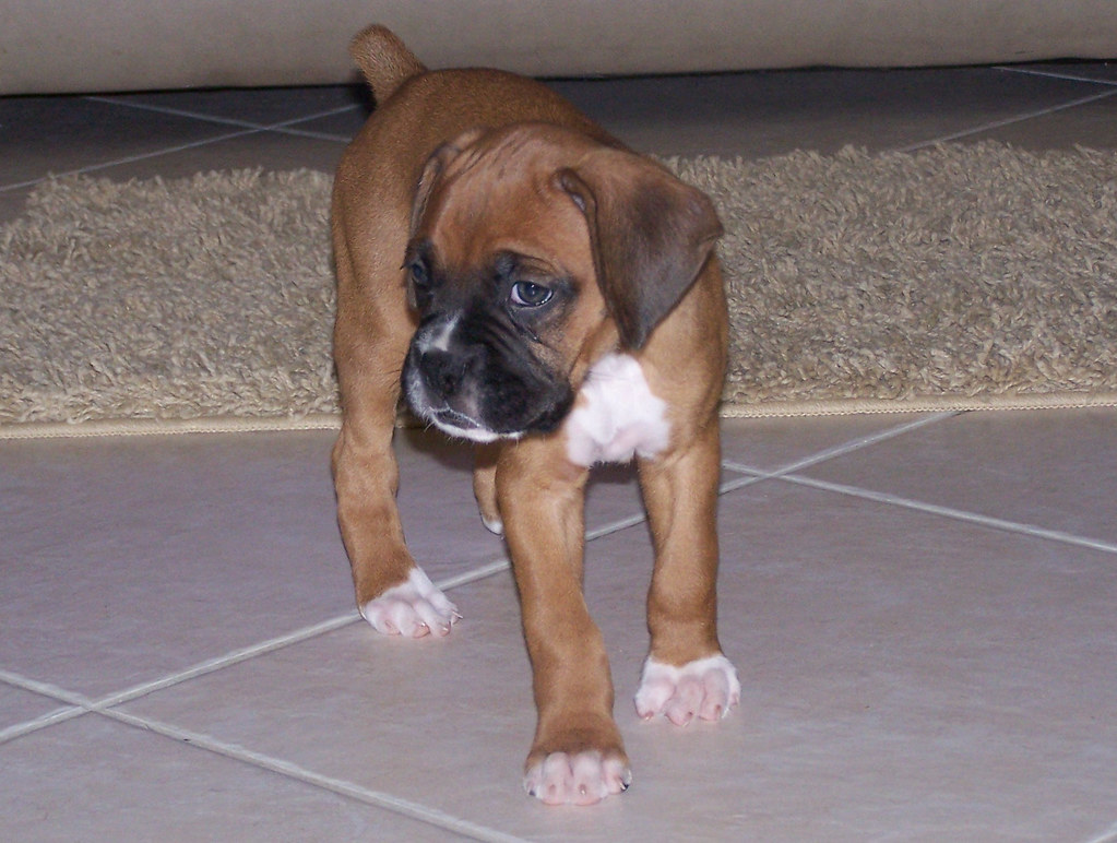 Lady- 6 week old boxer puppy | Our 6 week old boxer puppy La… | Flickr
