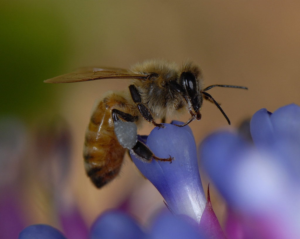 Apis mellifera (European honey bee) | University of Queensla… | Flickr