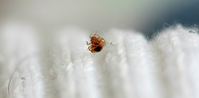 Dead bed bug 1 | Flickr - Photo Sharing!