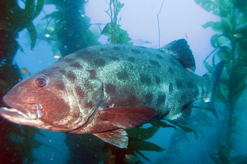  giant sea bass  Giant sea bass  seen on our first dive of 