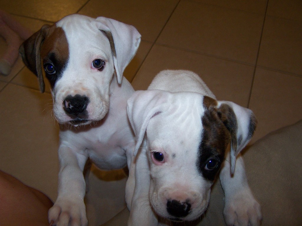 White boxer puppies Male (left) and female (right) boxer