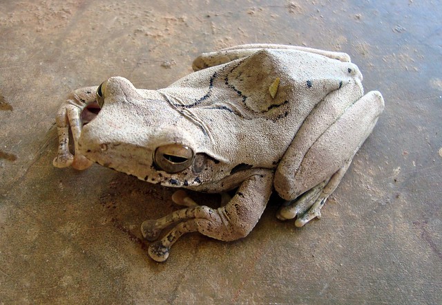 Common Indian Tree frog (Polypedates maculatus)