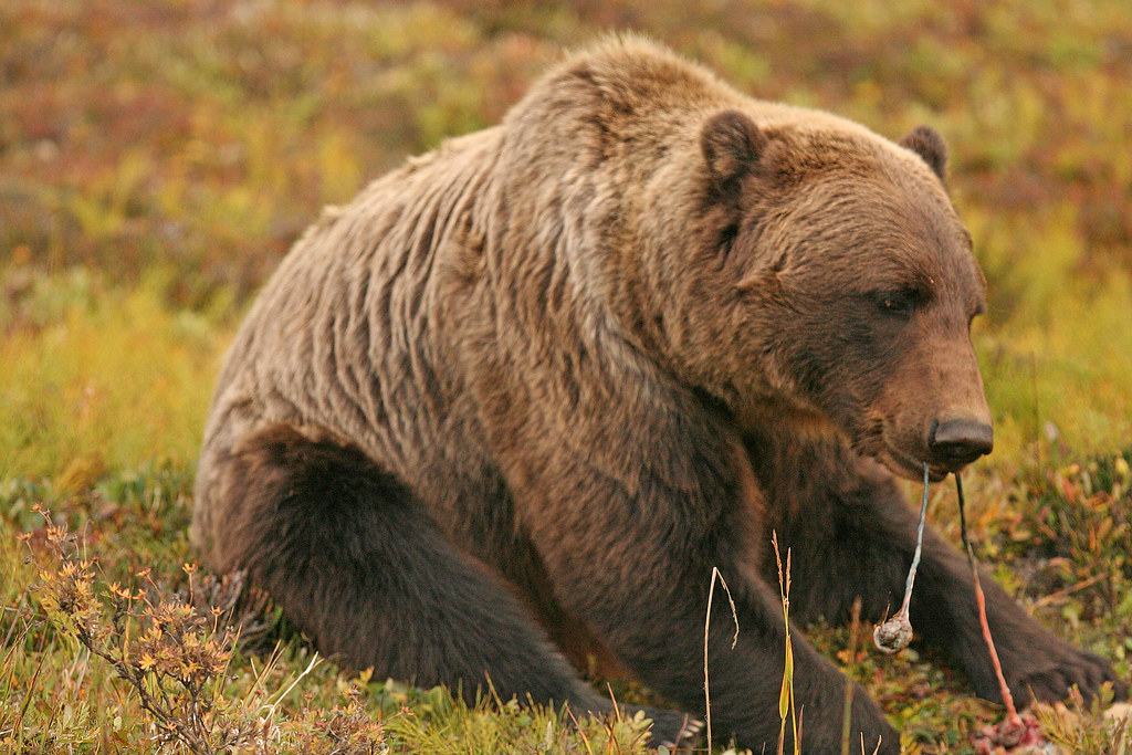 Bear eating squirrel spheggetti | Amol Limaye | Flickr