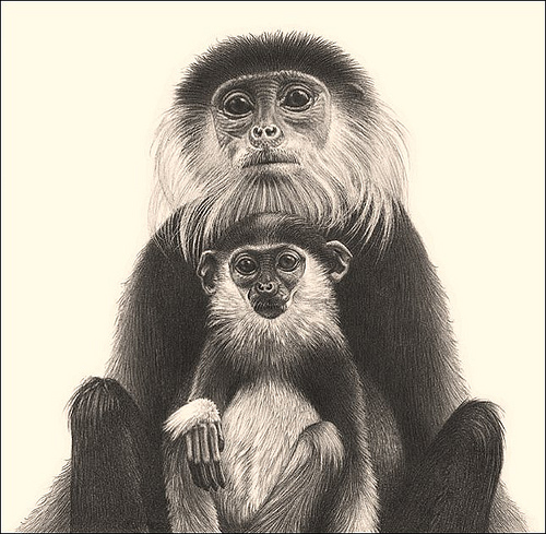 'Family Portrait' - Douc Langur Monkeys - Fine Art Pencil ...