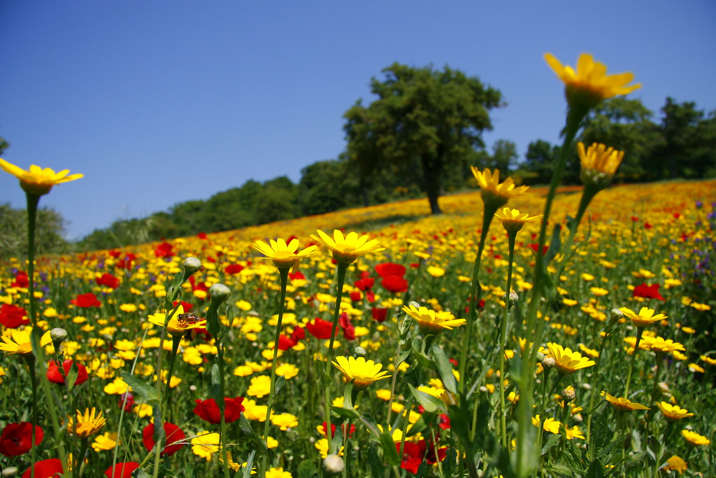 Prato Fiorito La Primavera Attorno Al Lago Di Bolsena Può Flickr 