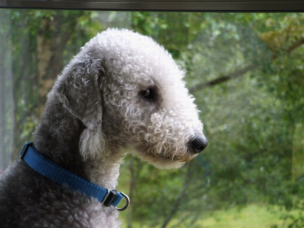 Bedlington Terrier Breeders Northumberland at Maritza Prescott blog