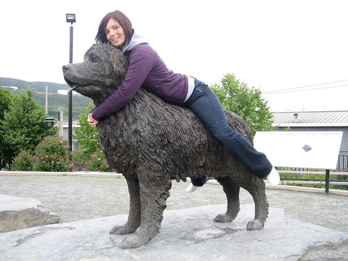 Newfoundland Dog Size