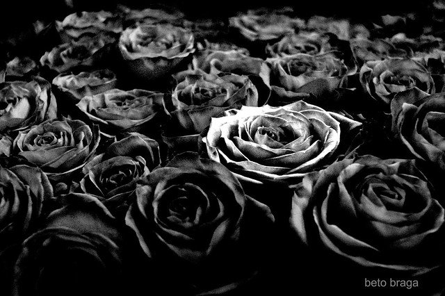 Fondos flores negras tumblr - Imagui
