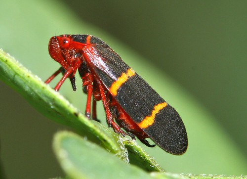 small hopper insect standing on leaf