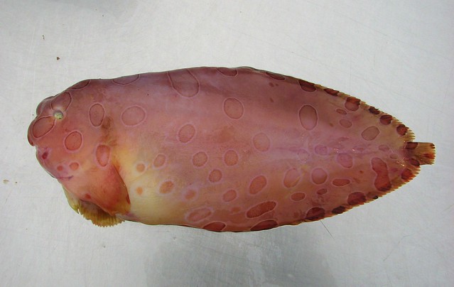 Кольчатый щелеглазый морской слизень (Crystallichthys cyclospilus), фото фотография подводный мир