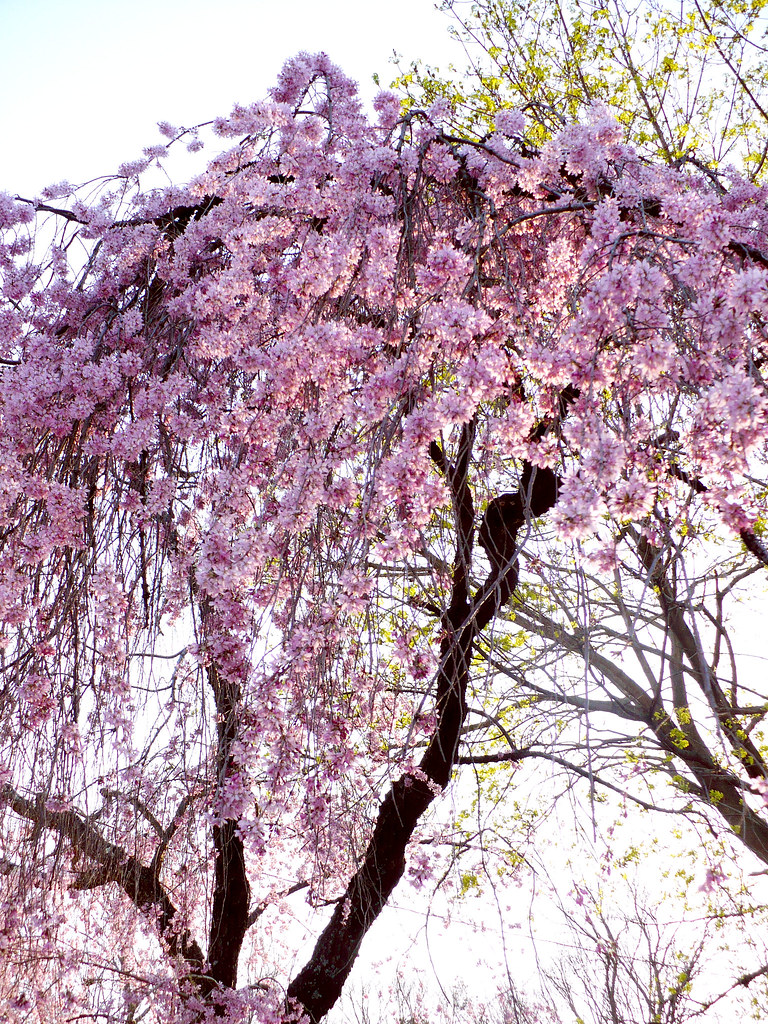 Pink Willow Tree Diana Guay Dixon Flickr