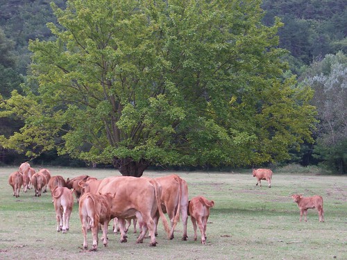 Cows That Hated Us at Mont Rachas