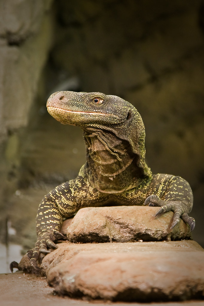 Varanus Salvadorii Posing (Crocodile Monitor) | This poser ...