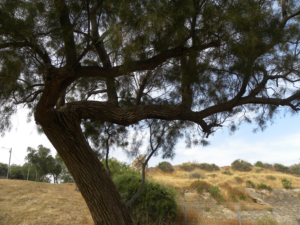 a-tamarisk-tree-in-israel-b-the-tamarisk-is-native-to-the-flickr