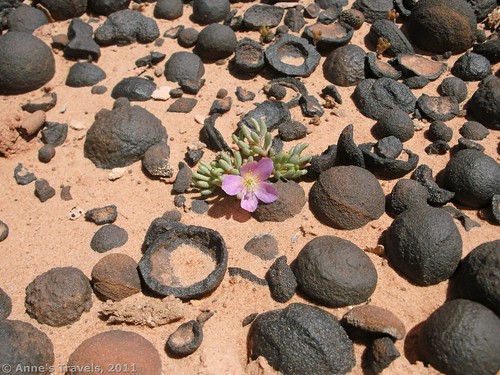 Flowers among the moqui marbles, Grand Staircase-Escalante National Monument, Utah
