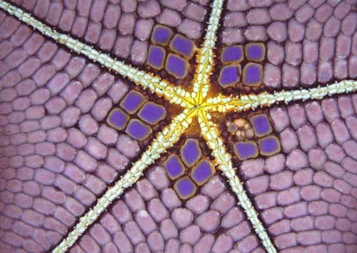 starfish patterns