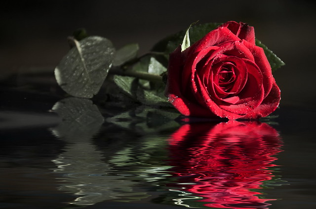 Resultado de imagen de rosas sant jordi