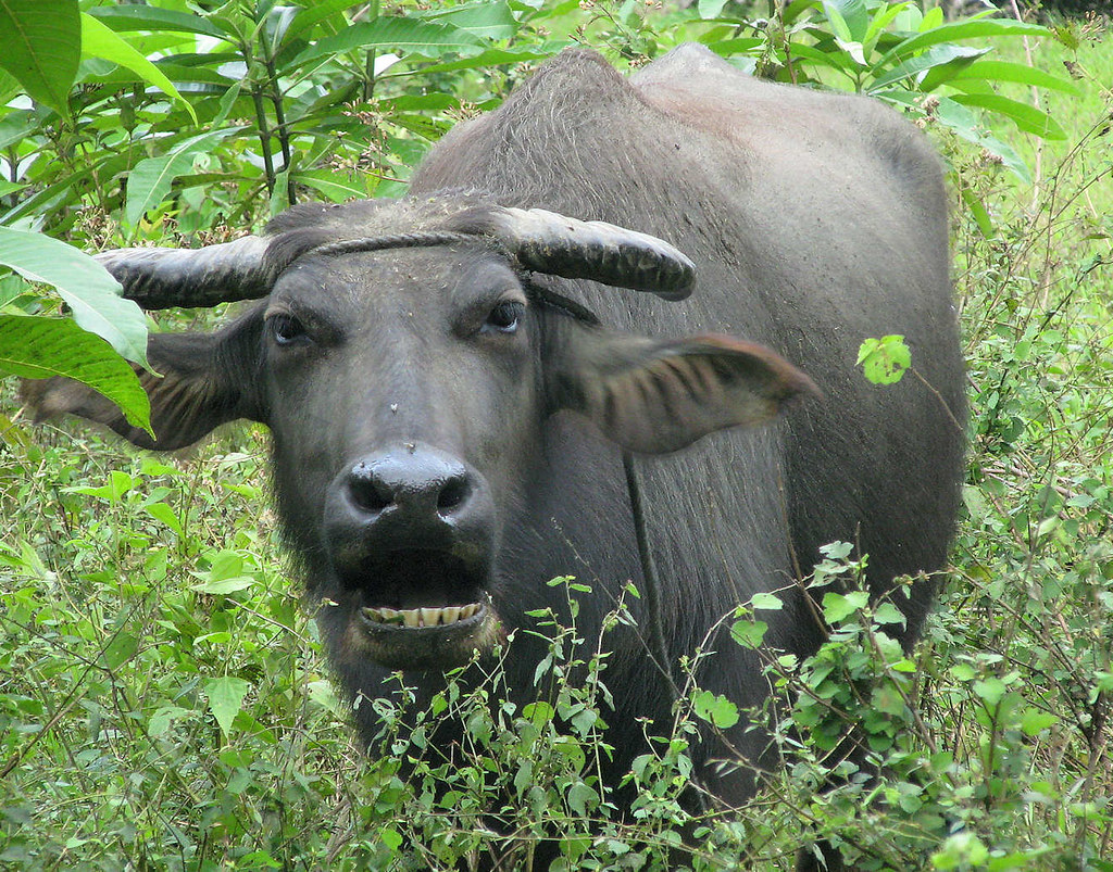 caribou_feb2009 TX1 photo. Caribou in Capiz, Philippines, … Flickr