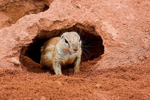 A ground squirrel coming out of its burrow in the ground.