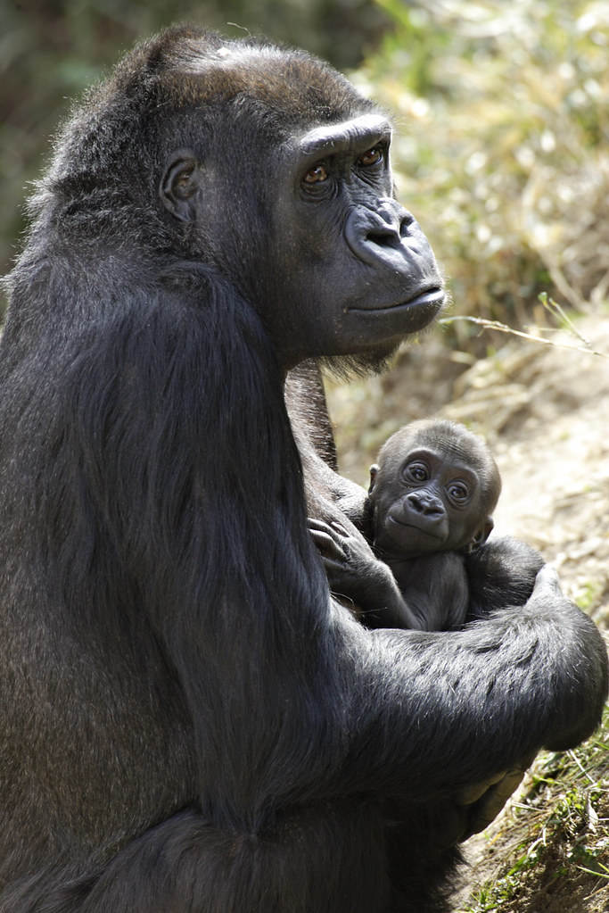 National Zoo baby gorilla rides | The National Zoo's baby go… | Flickr
