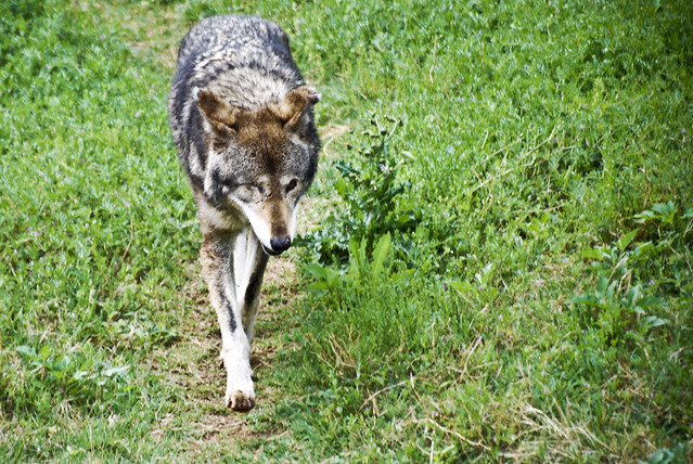 One-eyed Wolf (Zoo) | One-eyed Wolf (Mexican Gray wolf, if I… | Flickr
