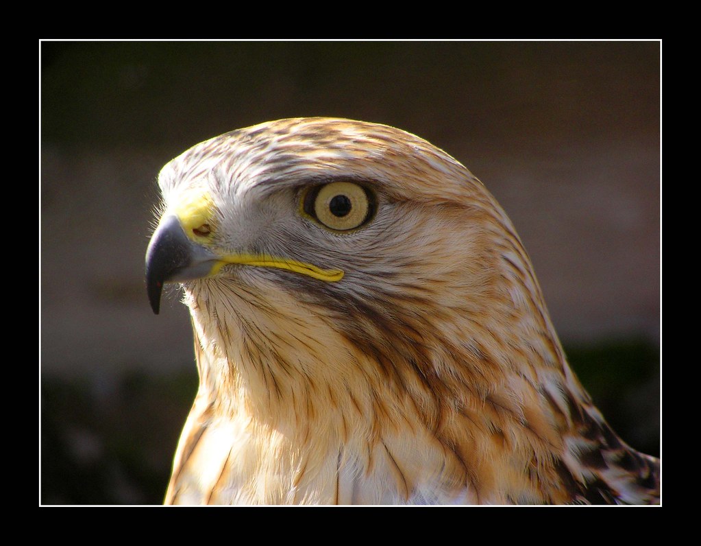 Iqbal Ka Shaheen - (Steppe Eagle) | Explored # 263 on Wednes… | Flickr