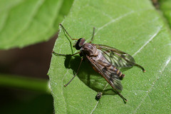 Snipe Fly (Rhagio sp.)