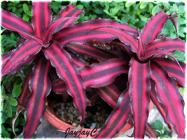Cryptanthus bivittatus 'Ruby', fabulous with green Flickr