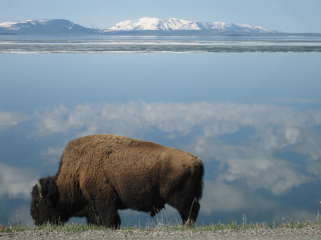 Bison Ranging Yellowstone Lake