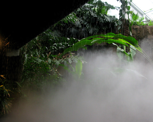 Rainforest Storm Pictures 15