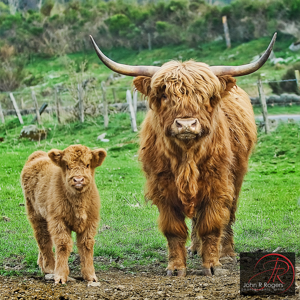 highland cows pictures