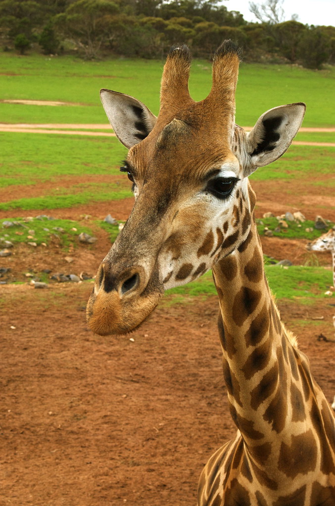 ORDER: Artiodactyla FAMILY: Giraffidae GENUS : Giraffa SPE ...