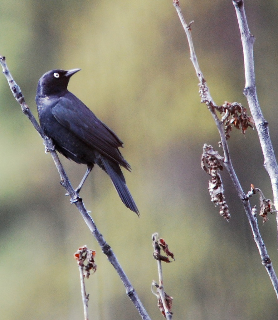 Rusty Blackbird, Male Breeding/Territorial Display | Flickr