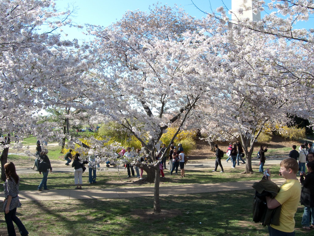 Yoshino Cherry Tree Blossoms | History of The Cherry Trees (… | Flickr