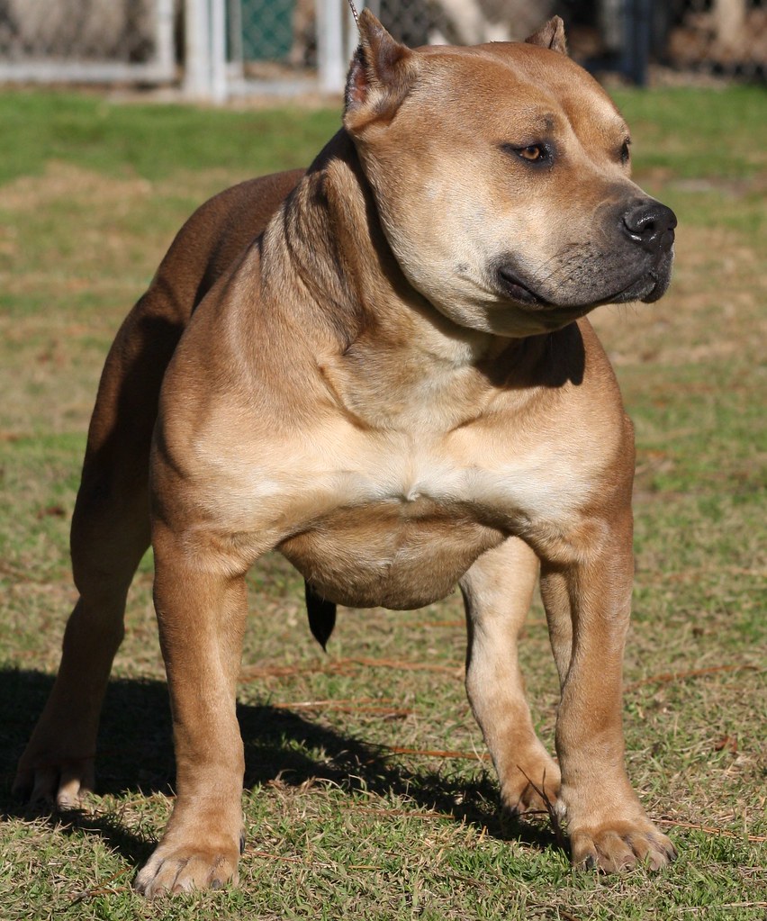 Blue fawn bully pitbull | www.southernpridepitbulls.com | Flickr