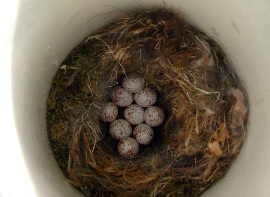 Black-capped Chickadee nest with nine eggs | Laura Erickson | Flickr