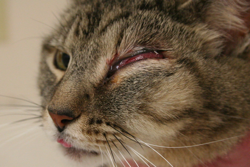 Tooth Root Abscess Kitty presented for swelling ventral to… Flickr